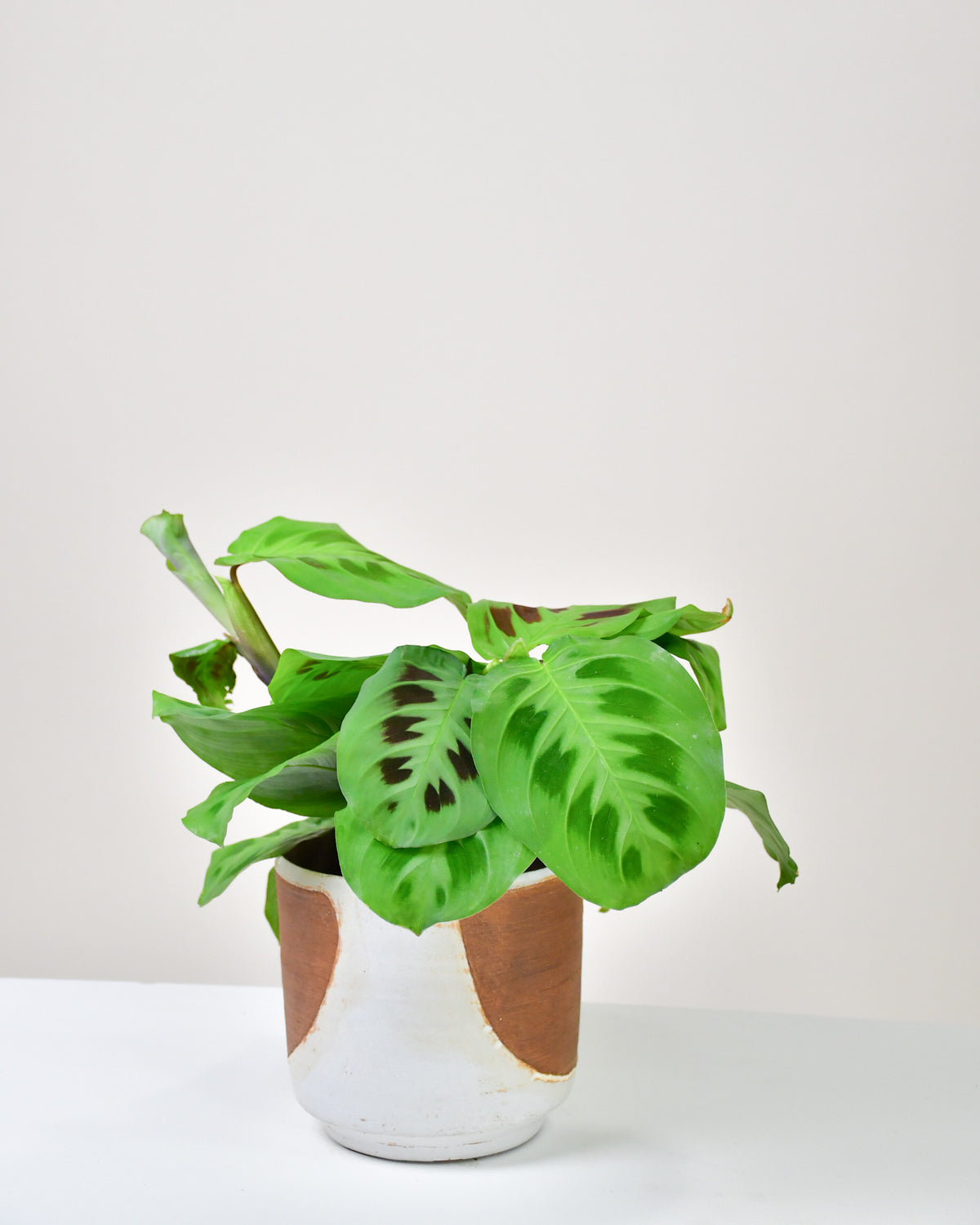 Maranta leuconeura kerchoveana « Vert »