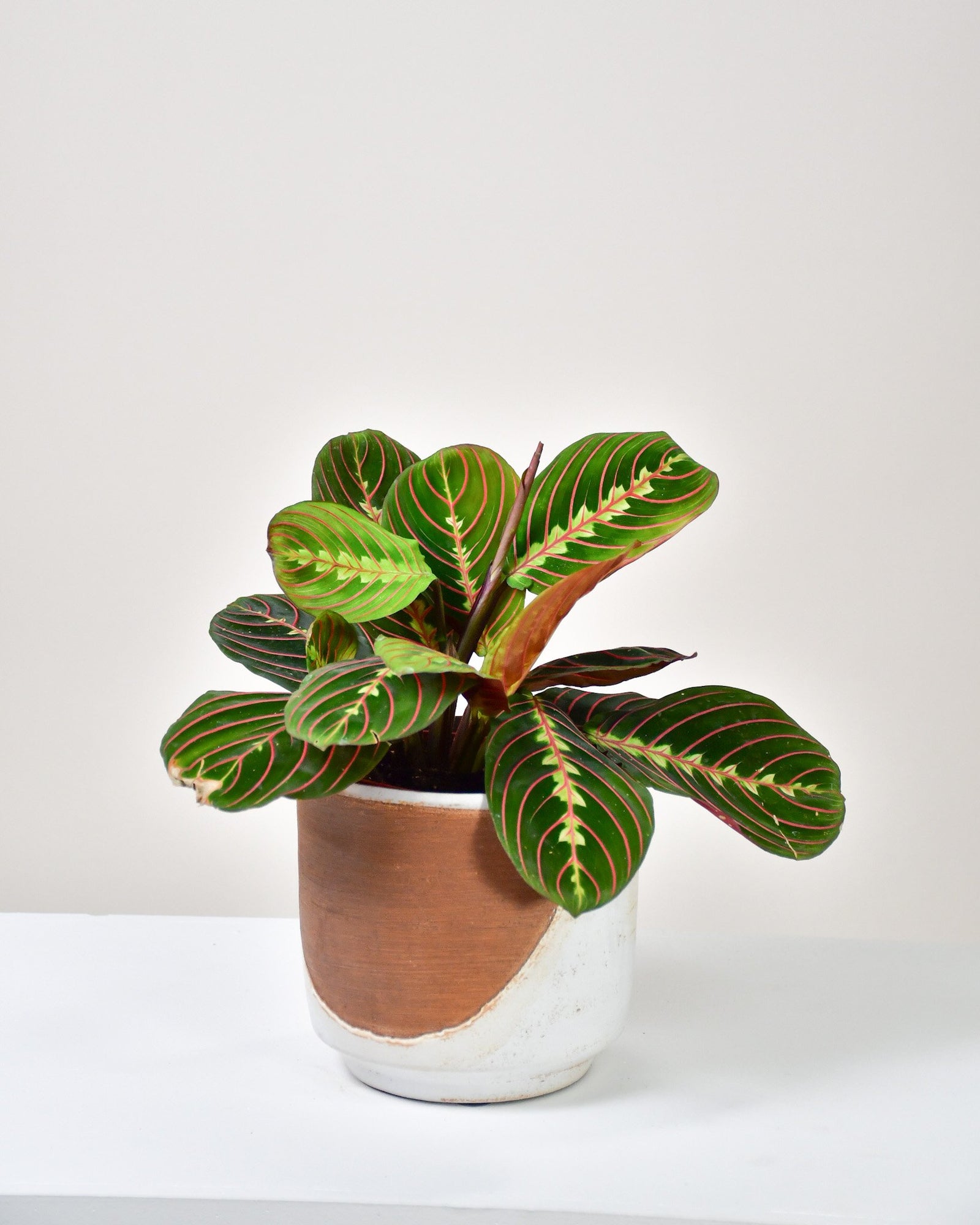 Maranta leuconeura erythroneura « Rouge »