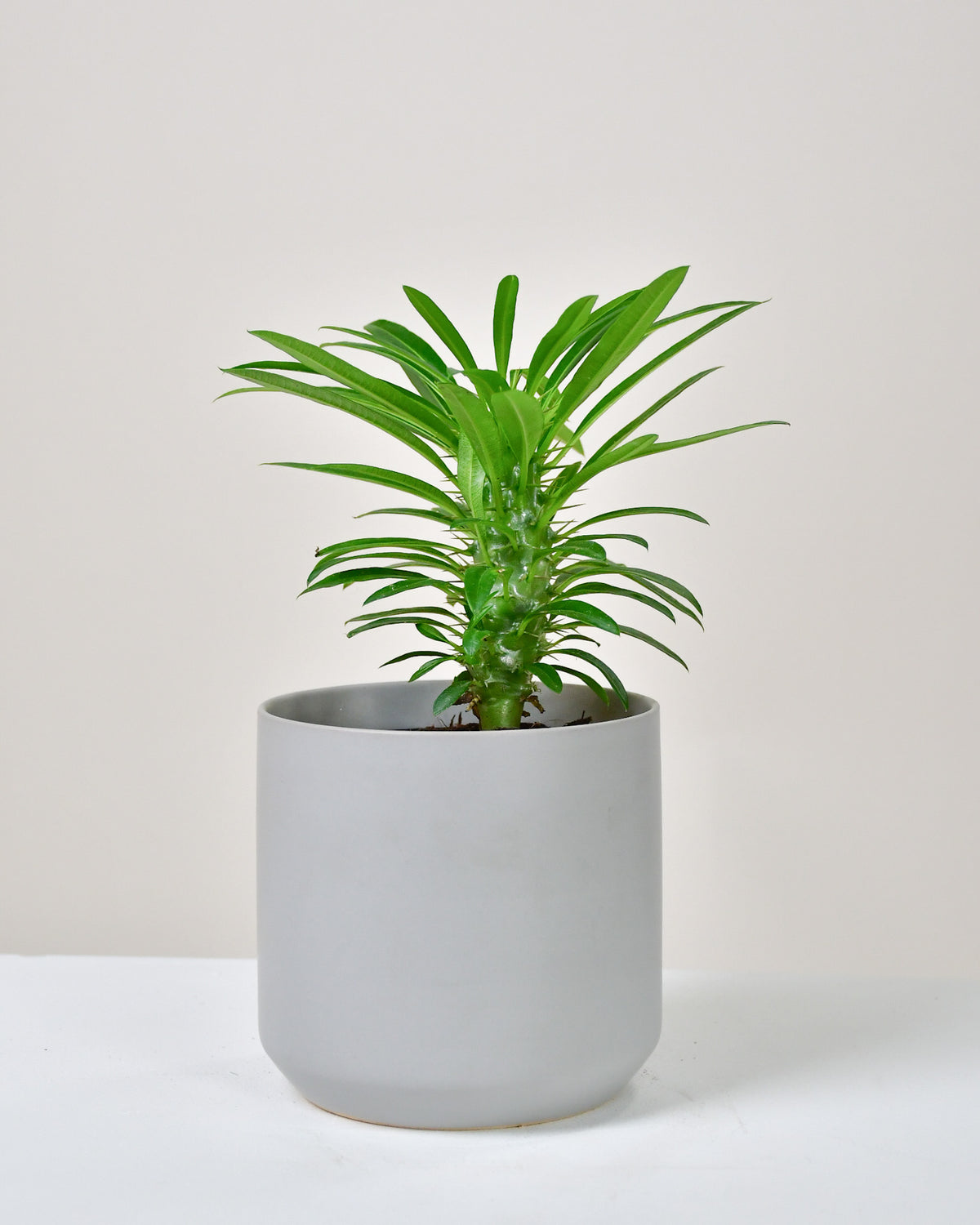 Pachypodium « palmier de Madagascar »