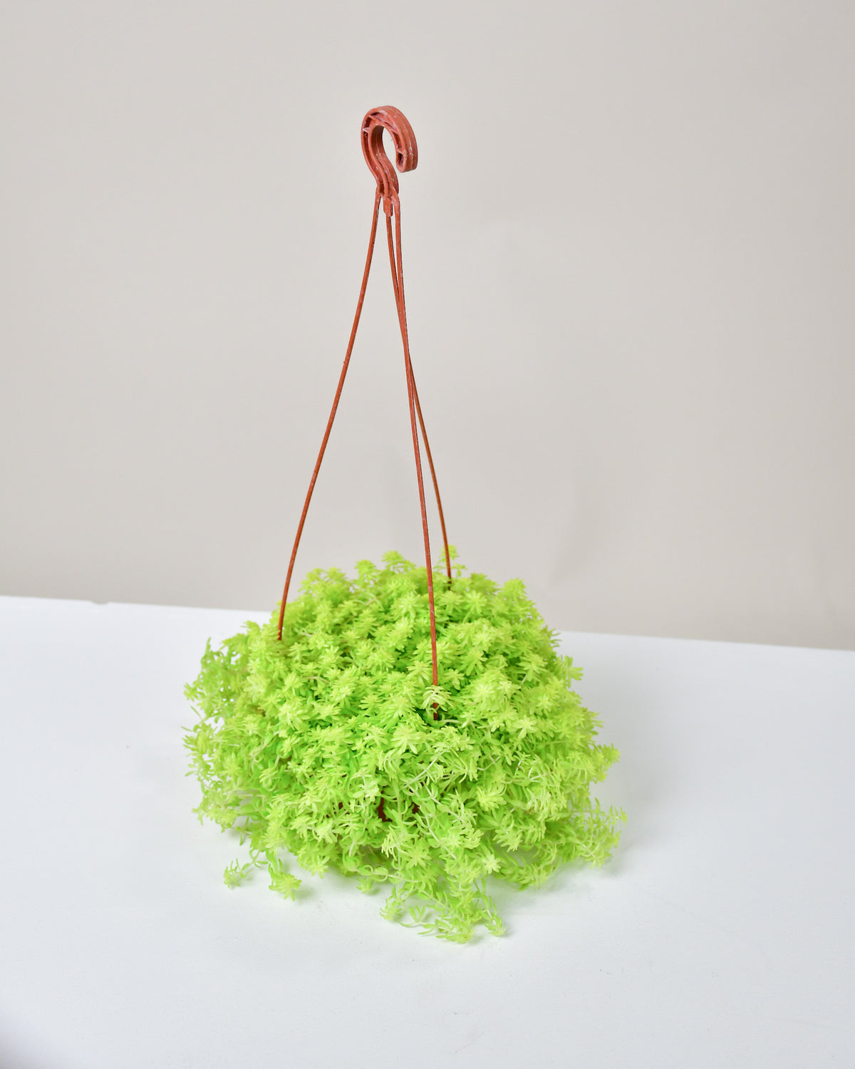 Sedum  « Fine leaf gold » 