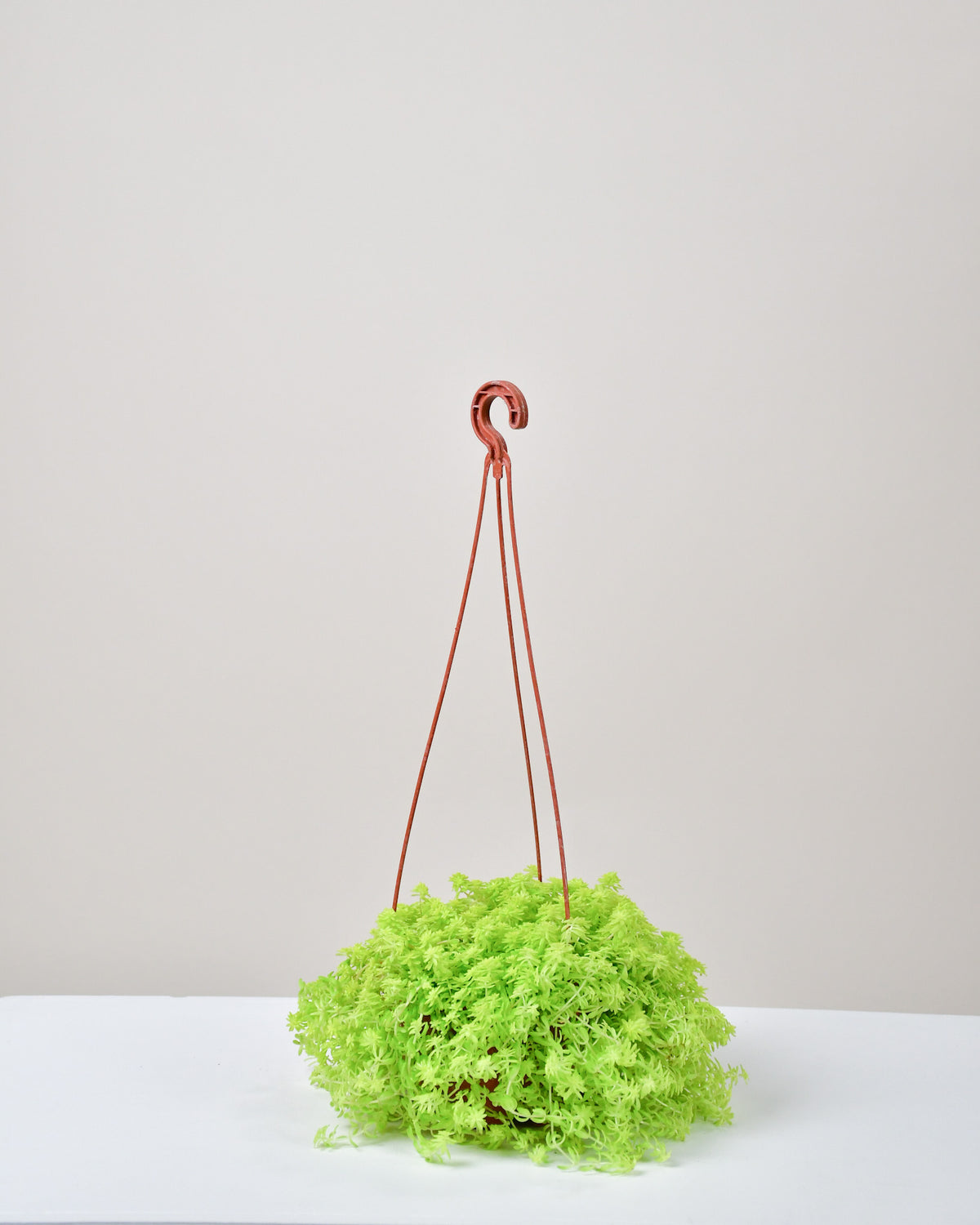 Sedum  « Fine leaf gold » 