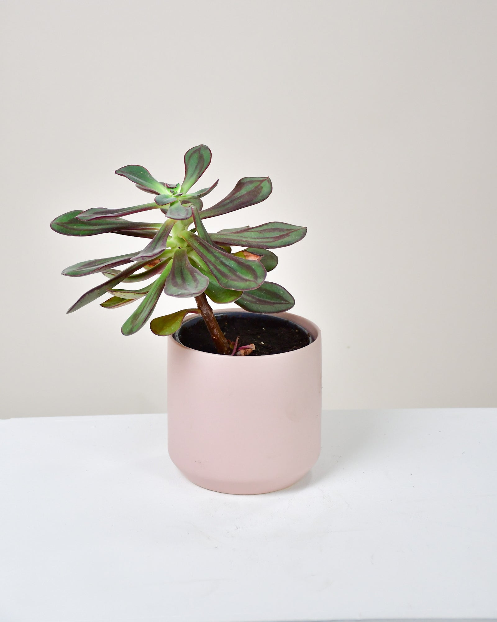 Echeveria « Nodulosa »