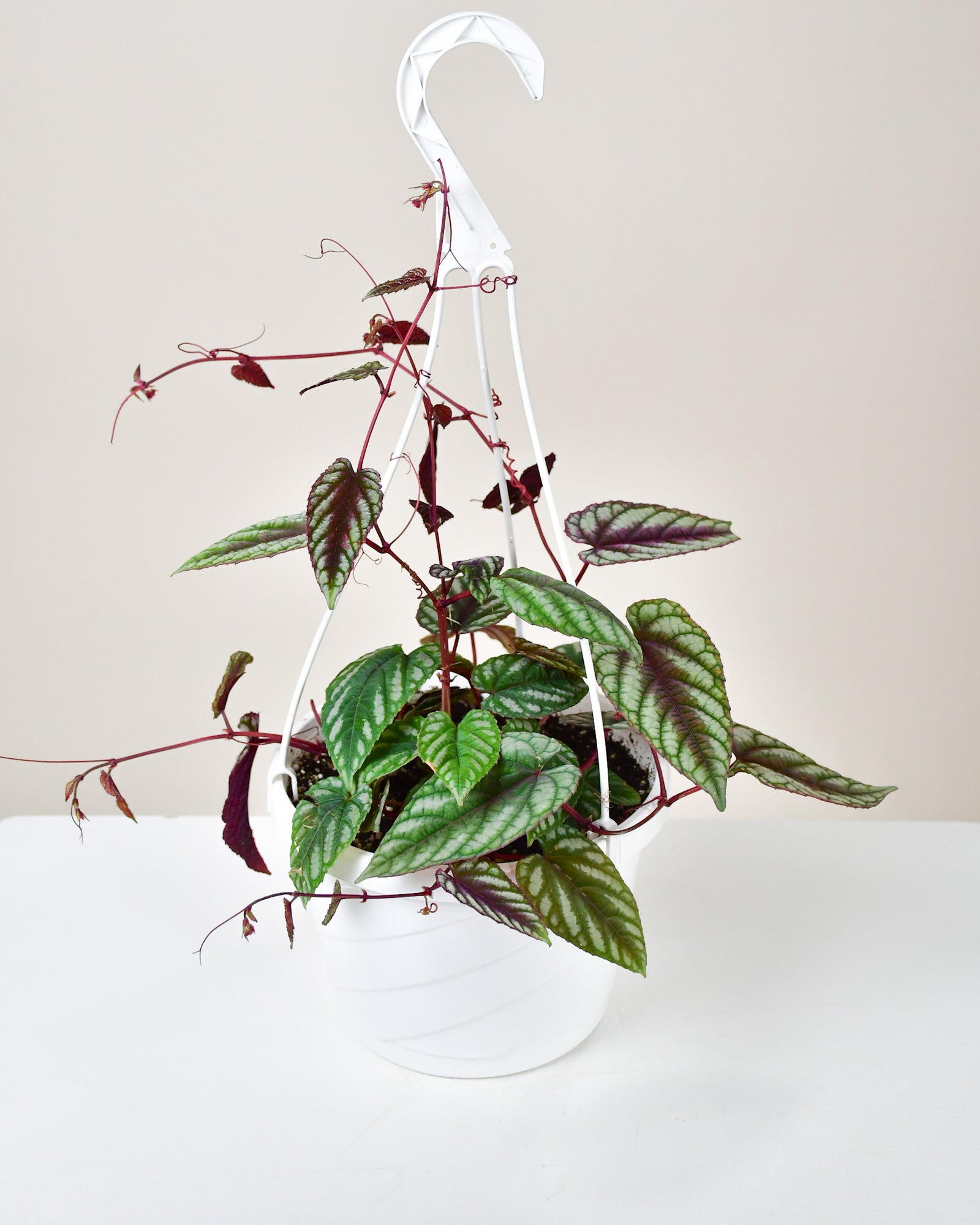 Cissus discolor