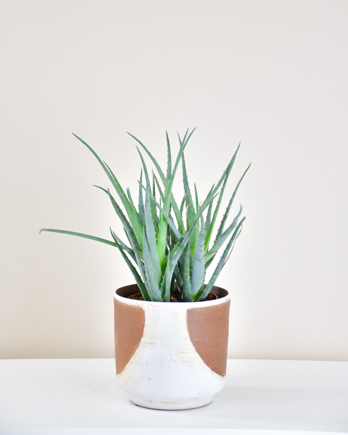 Aloe « Blue Elf » 