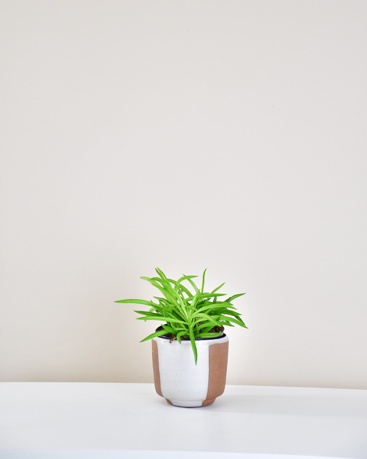 Peperomia caperata « Happy Bean »