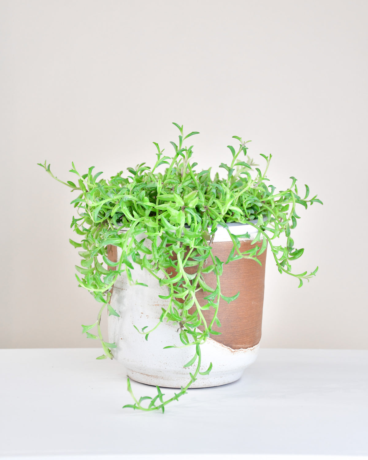Senecio peregrinus « String of Dolphins »