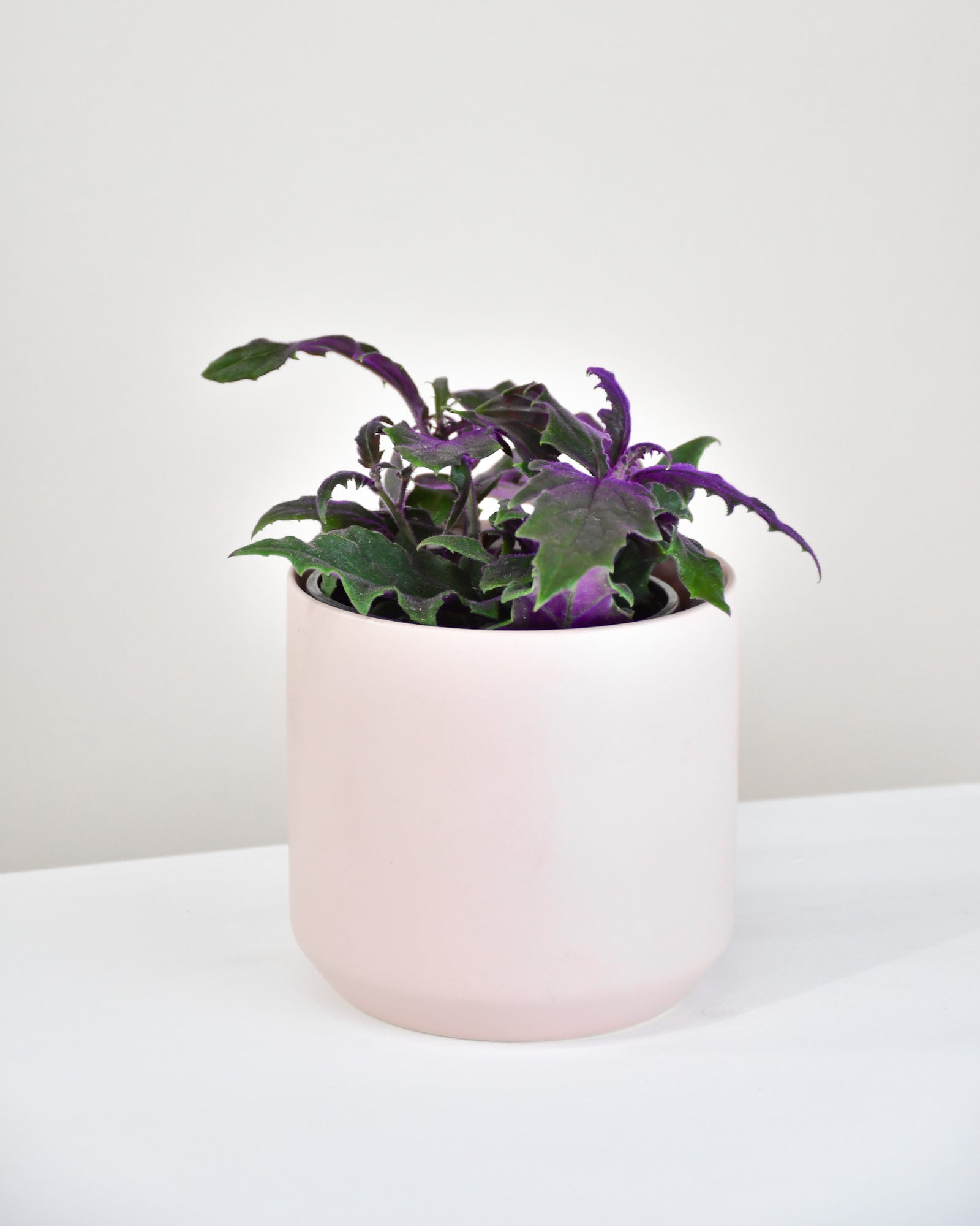 Gynura Aurantiaca « Purple Passion »