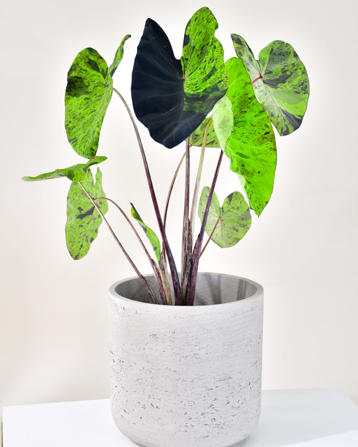 Colocasia mojito