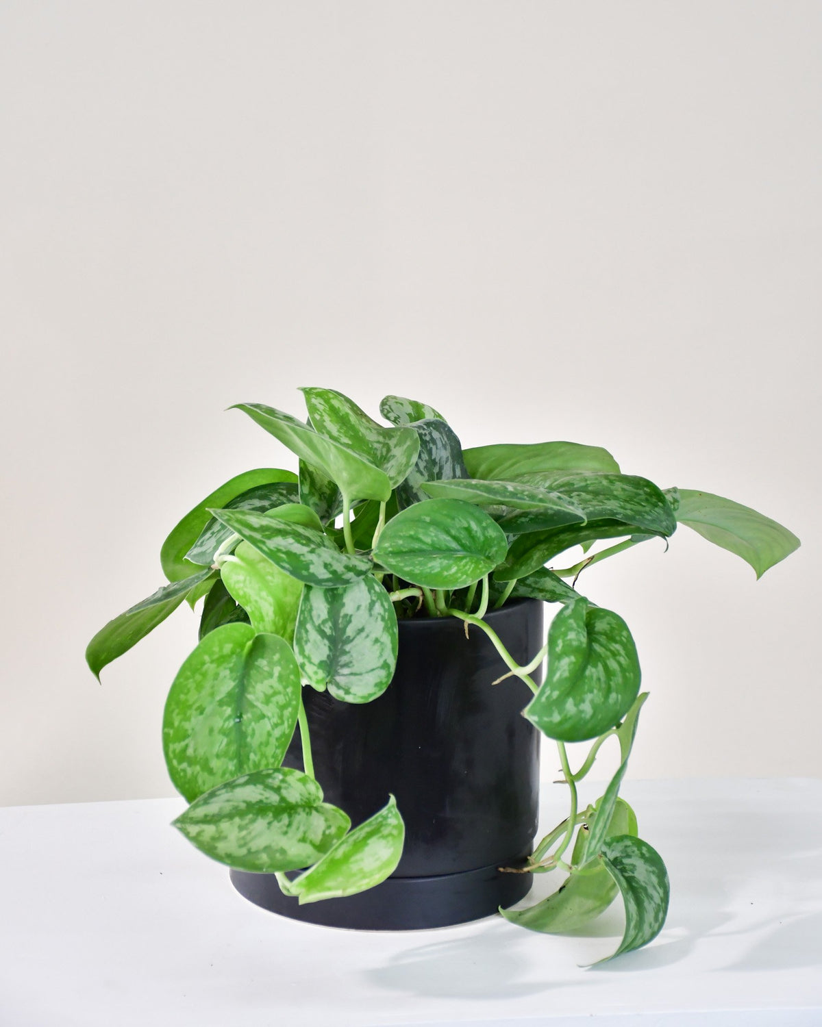 Scindapsus pictus « Exotica »