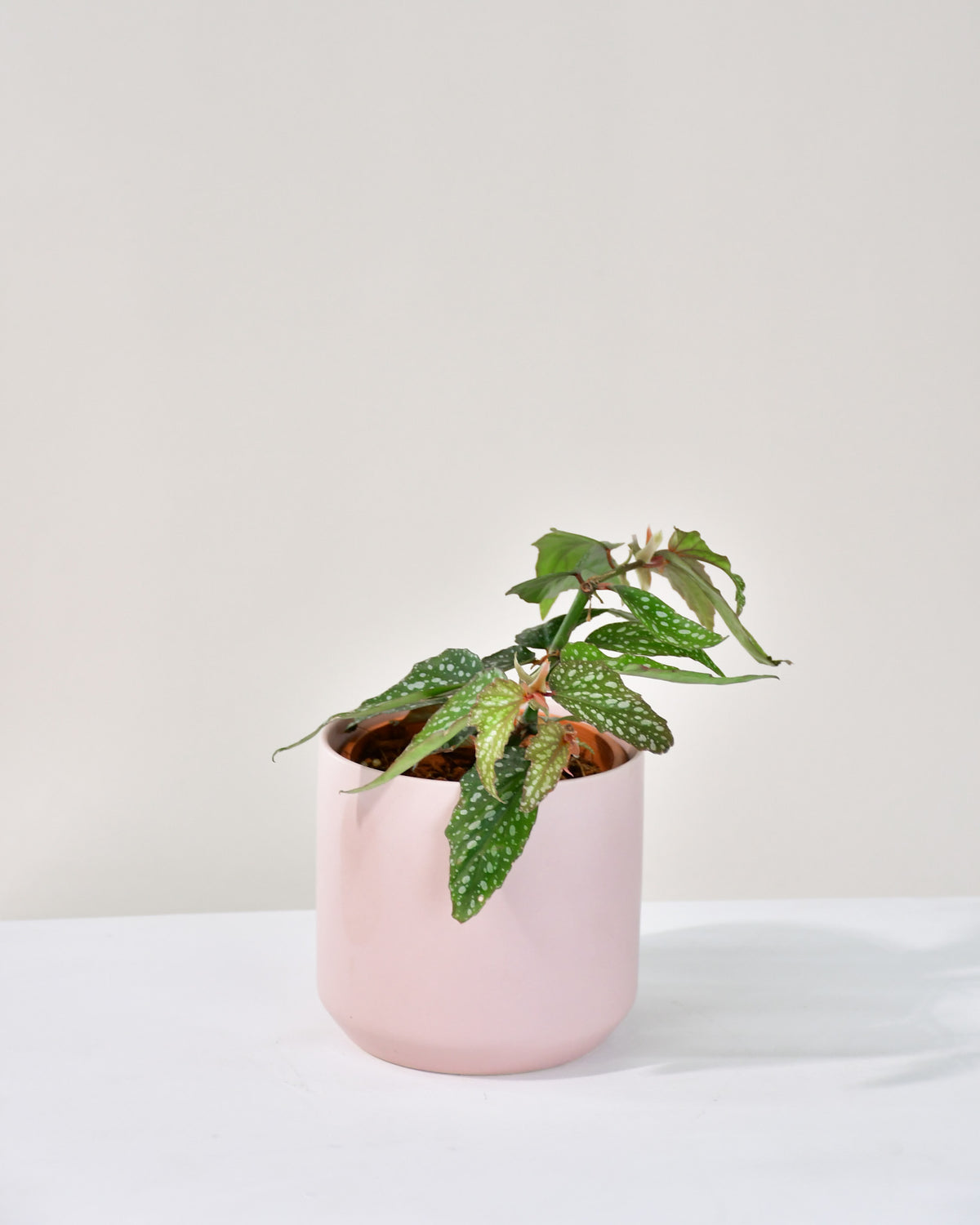 Begonia medora « Angel Wing »