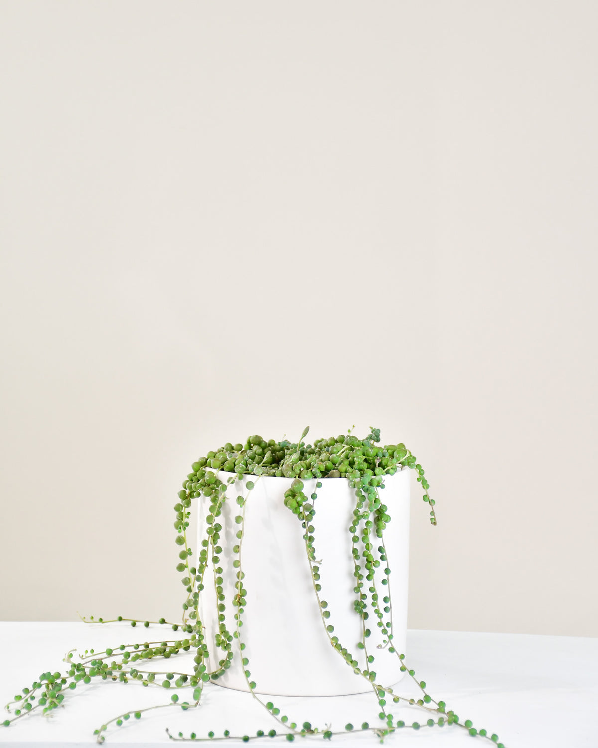 Senecio rowleyianus « Collier de Perles » 