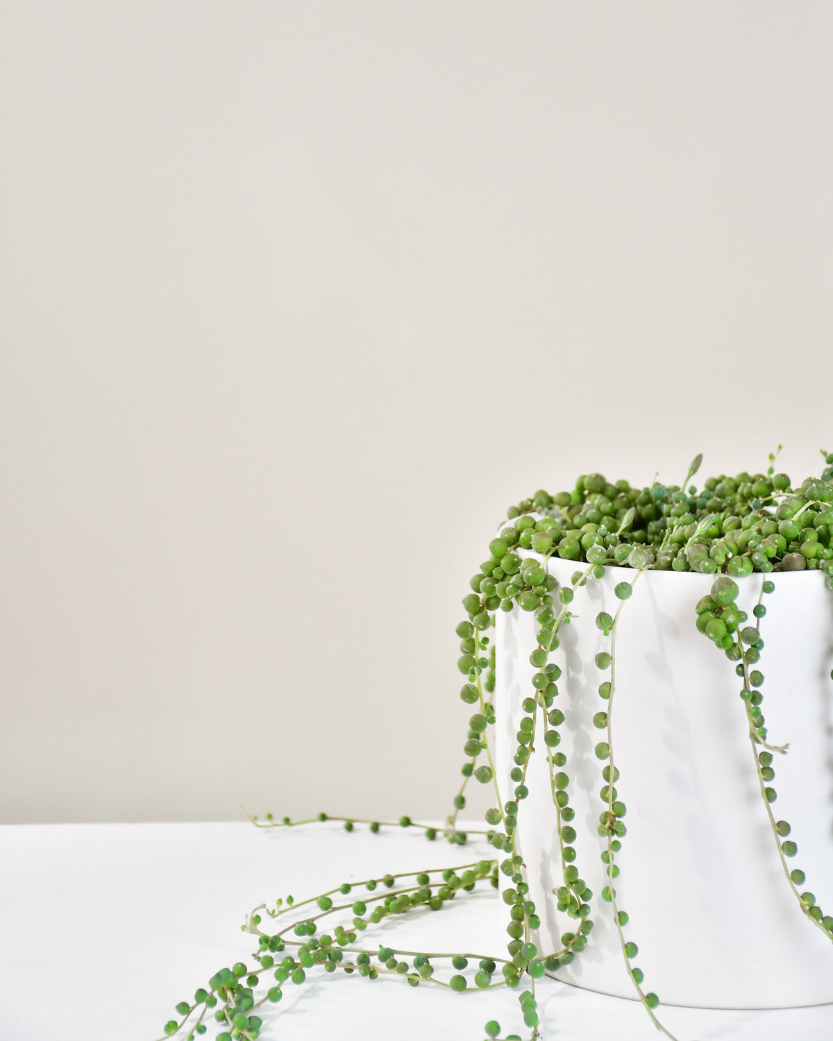 Senecio rowleyianus « Collier de Perles » 