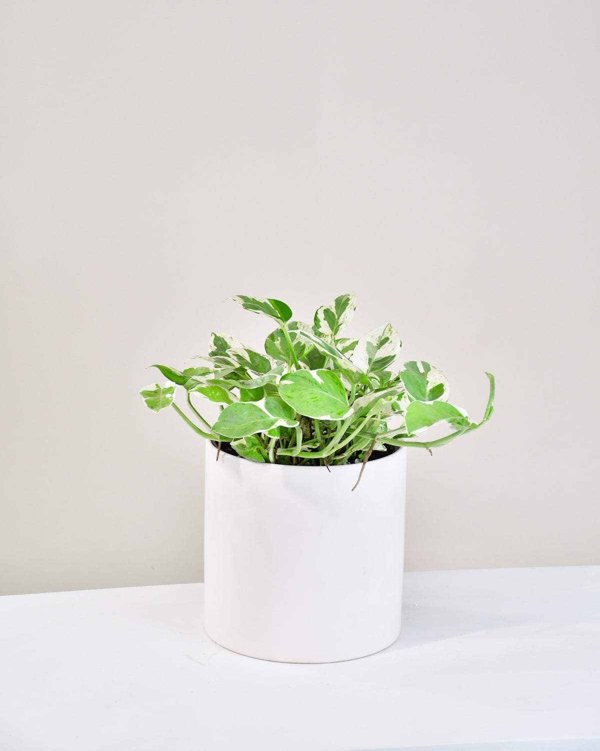 Pothos Pearl and Jade