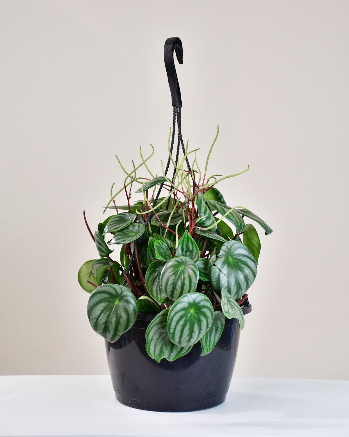 Peperomia argyreia « Melon d'eau » 