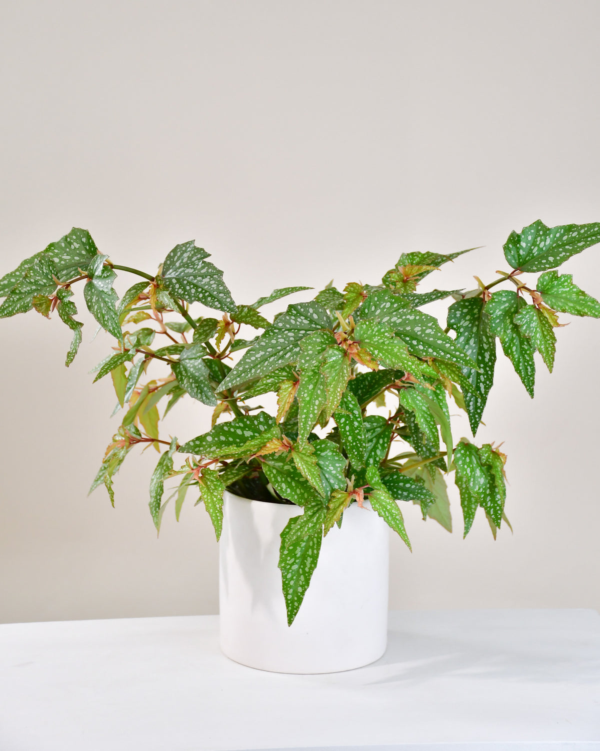 Begonia medora « Angel Wing »