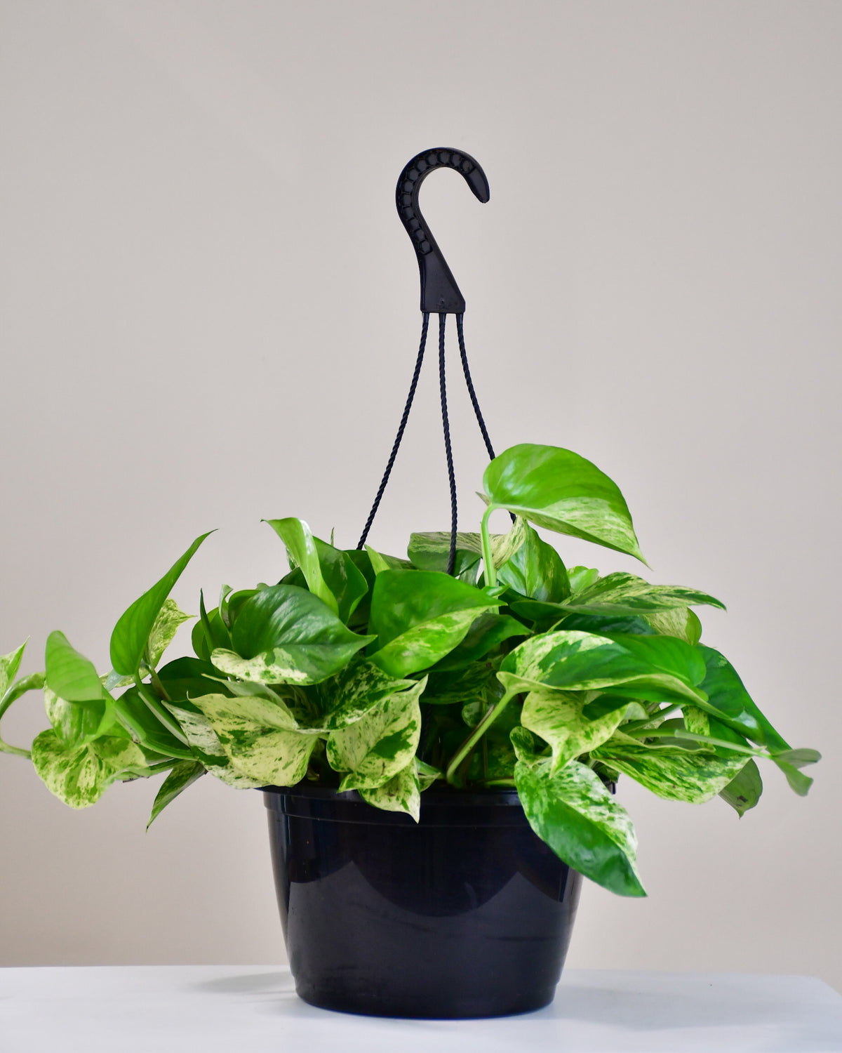 Pothos « Marble Queen »