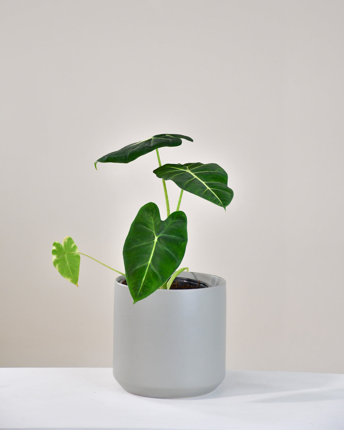 Alocasia « Frydek » 