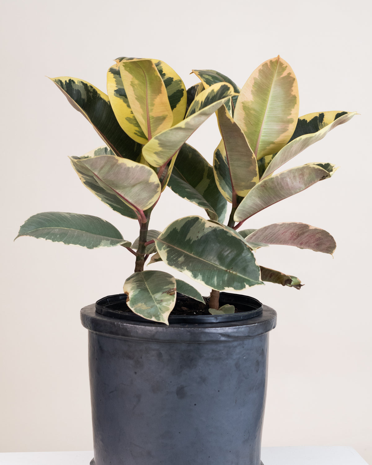 Ficus elastica « Tineke »