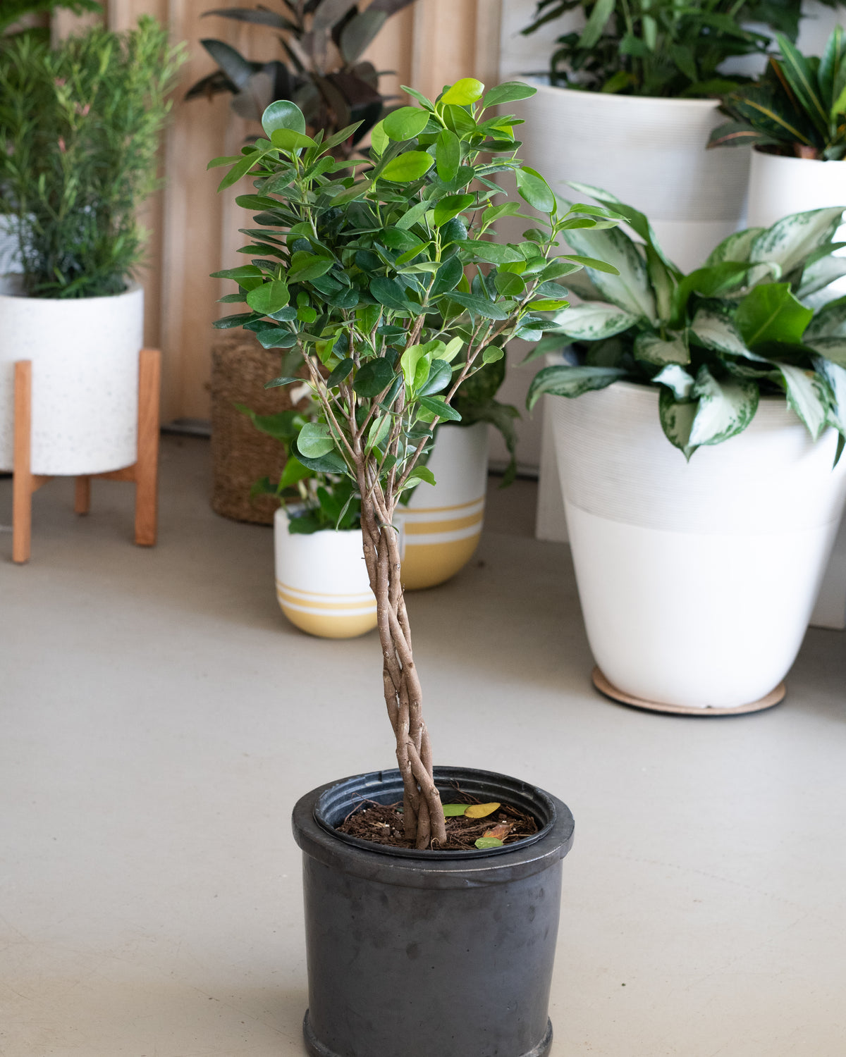 Ficus microcarpa « Moclame »