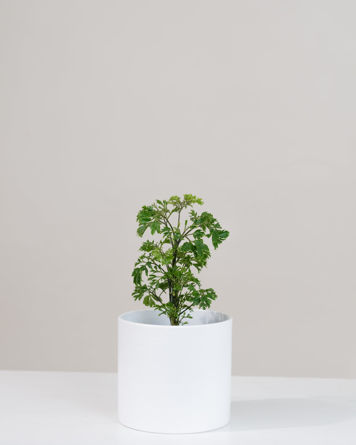 Aralia ming « souche »