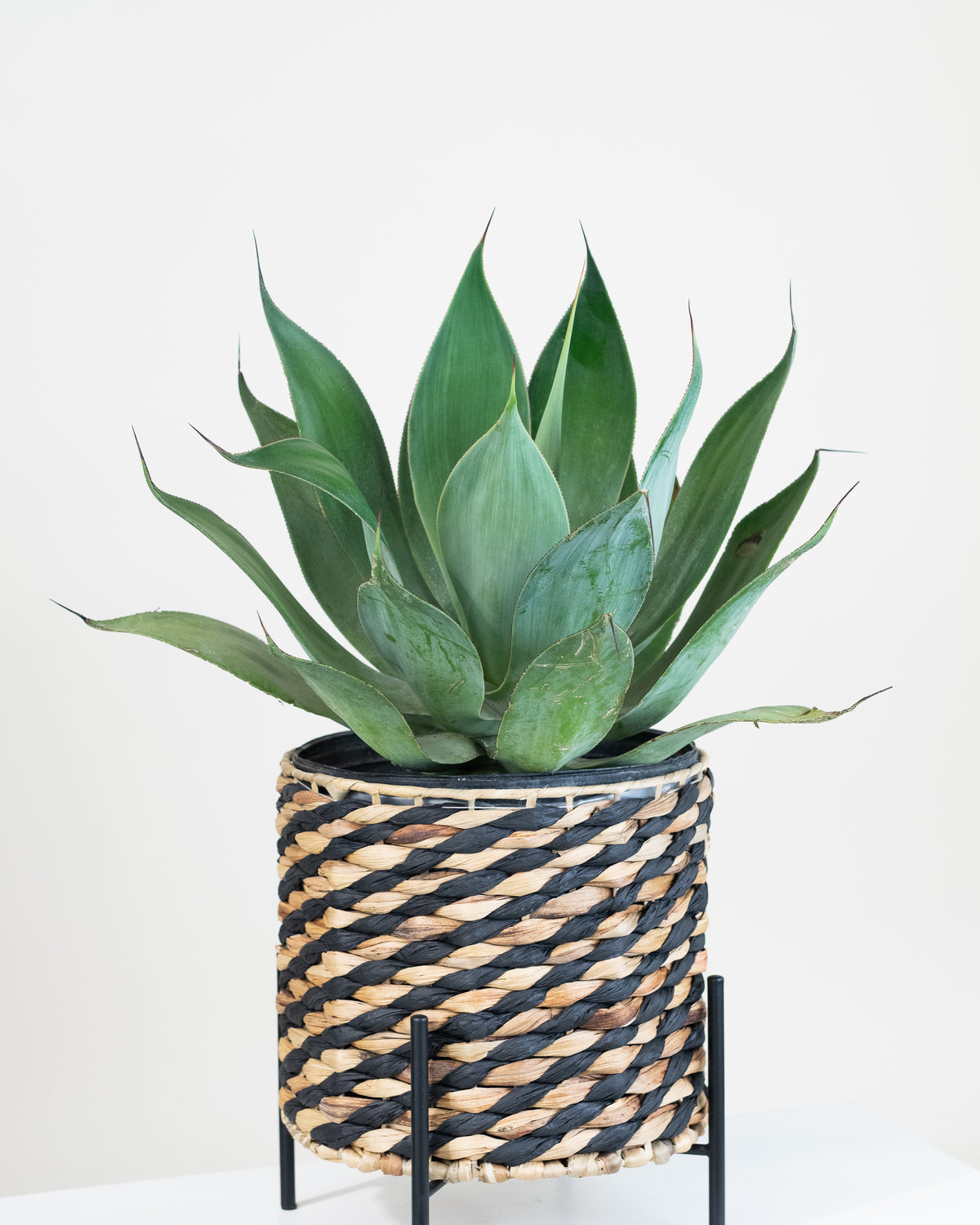 Agave « Blue »