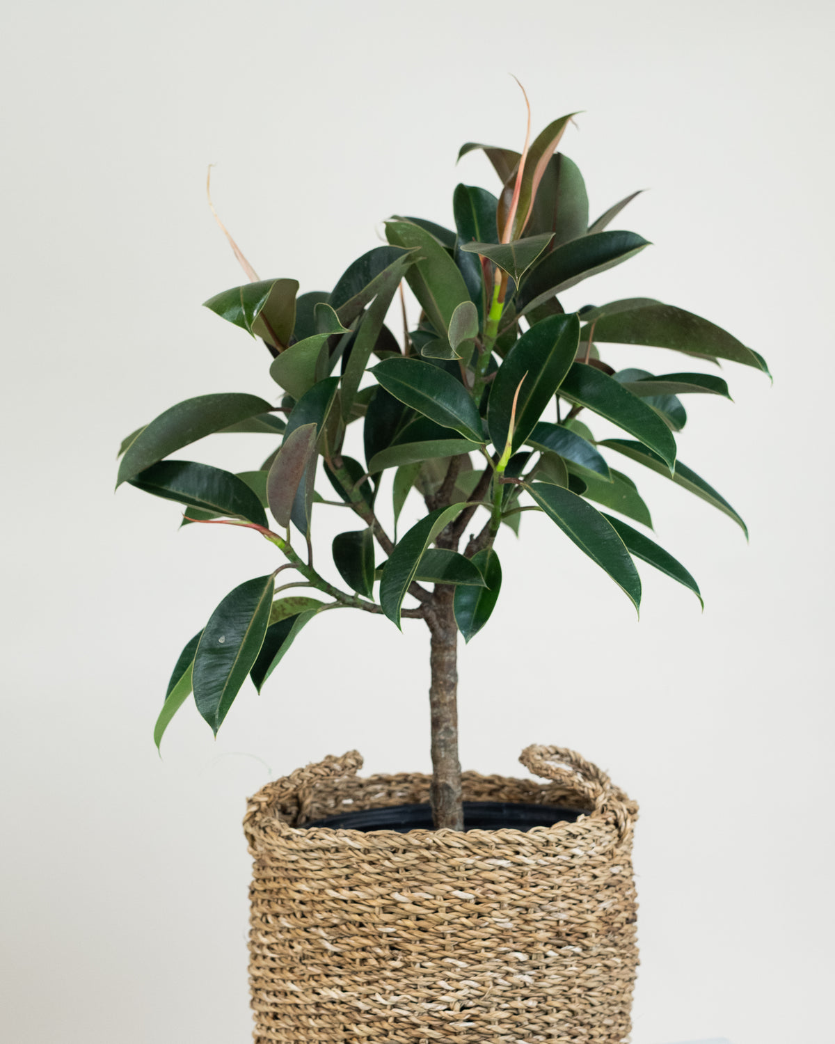 Ficus elastica « Melany »