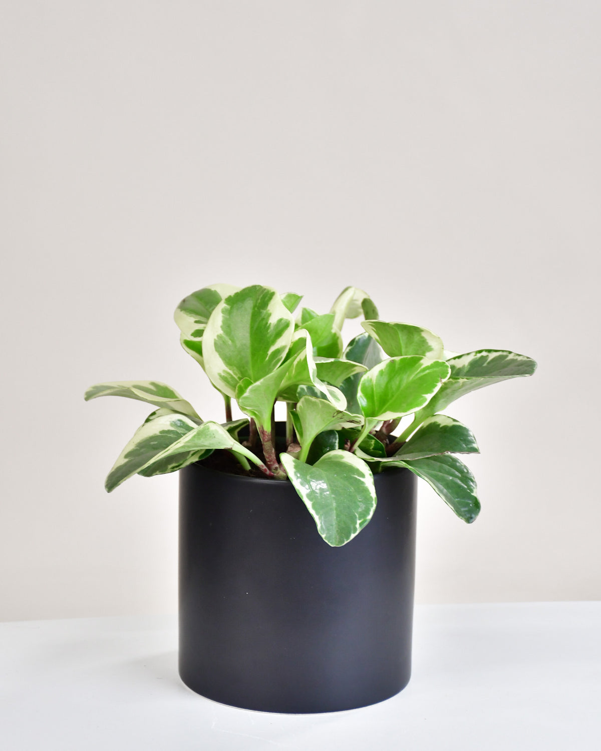 Peperomia obtusifolia « Variegata »