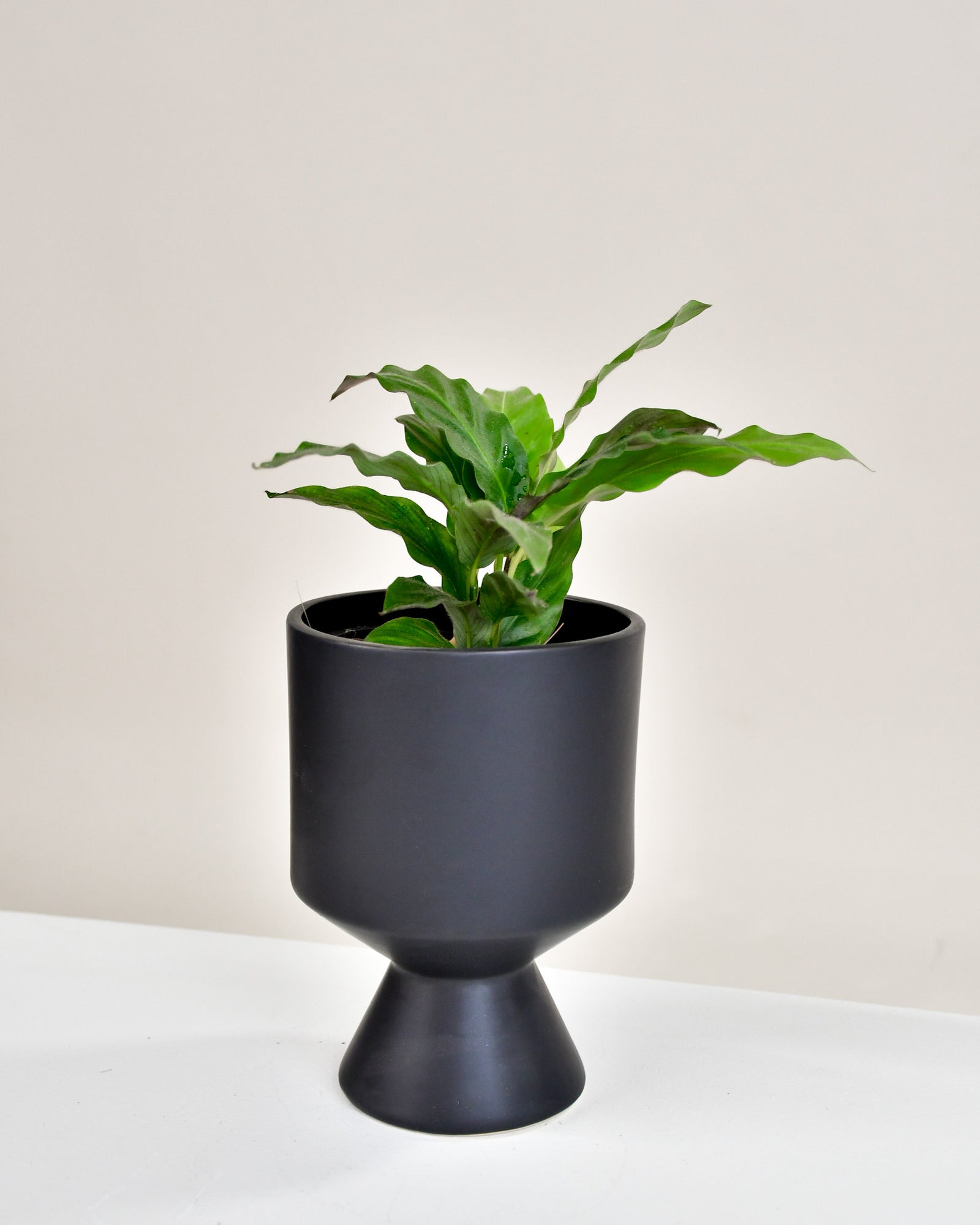 Calathea rufibarba