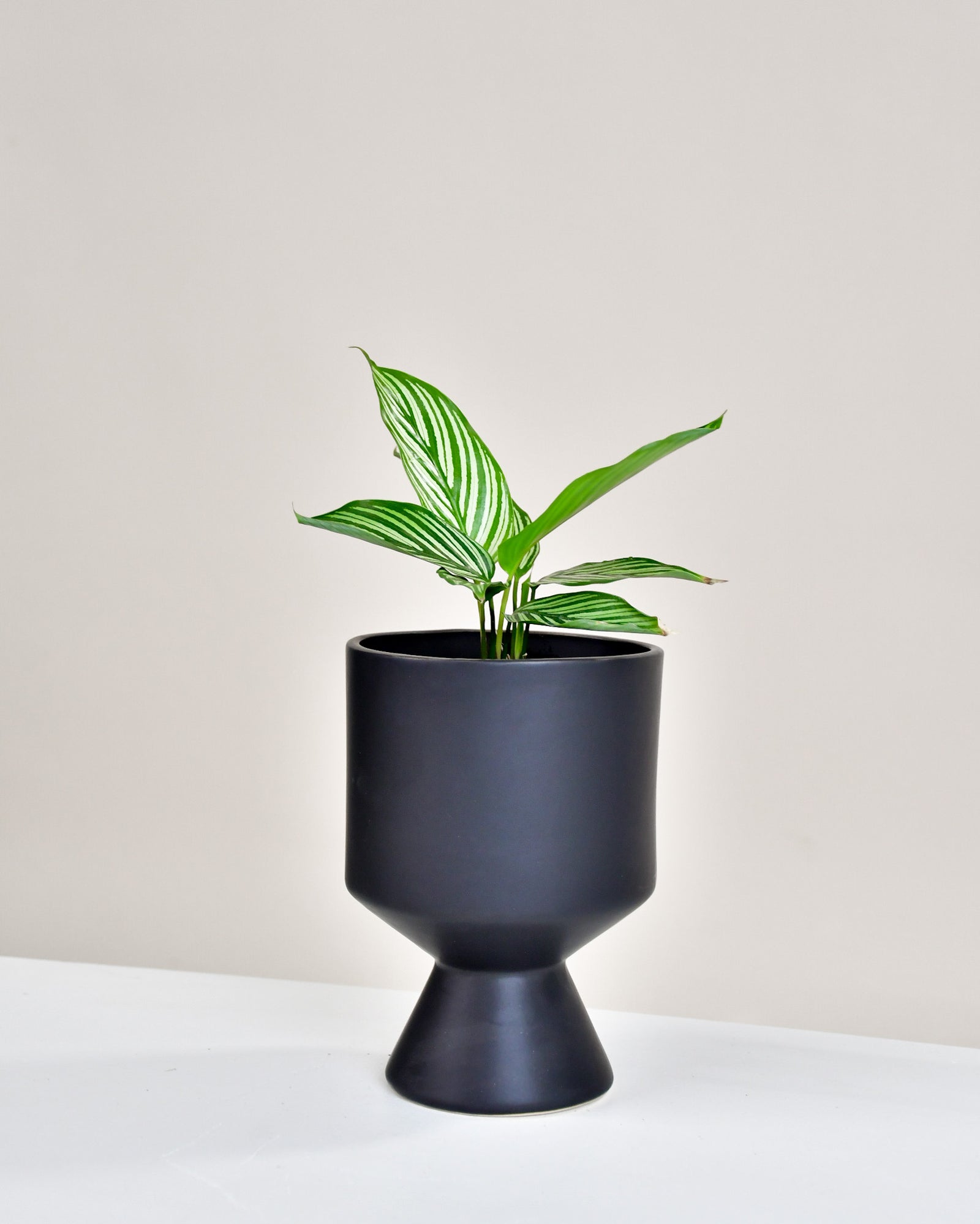 Calathea « Vittata »
