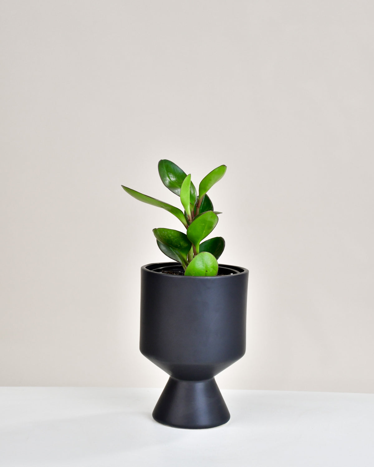 Peperomia obtusifolia