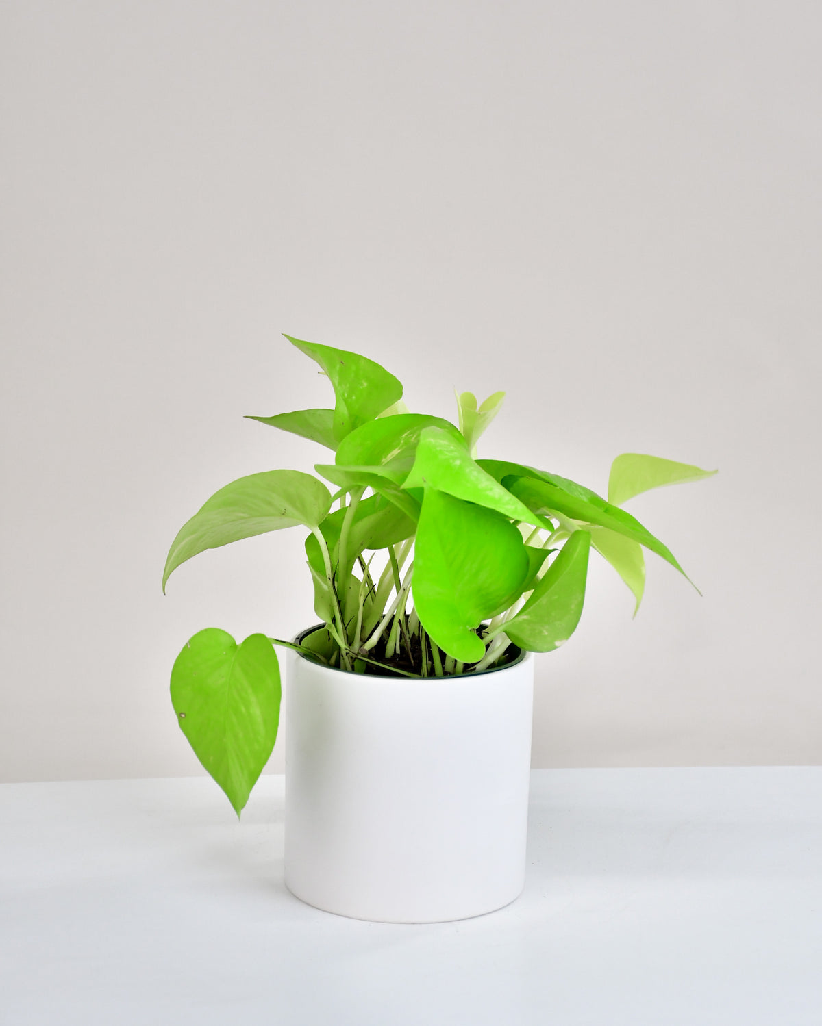 Pothos « Neon »