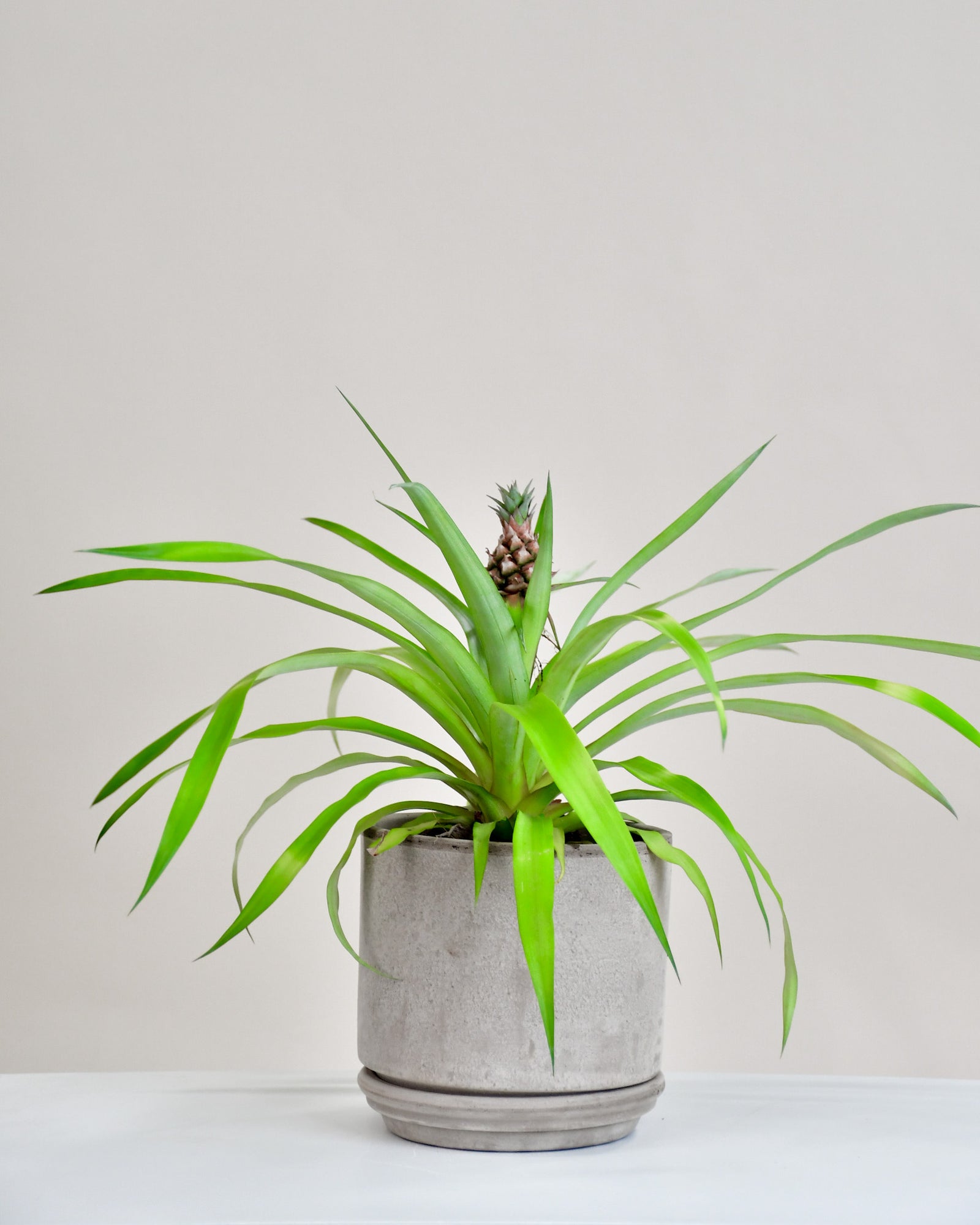 Ananas comosus