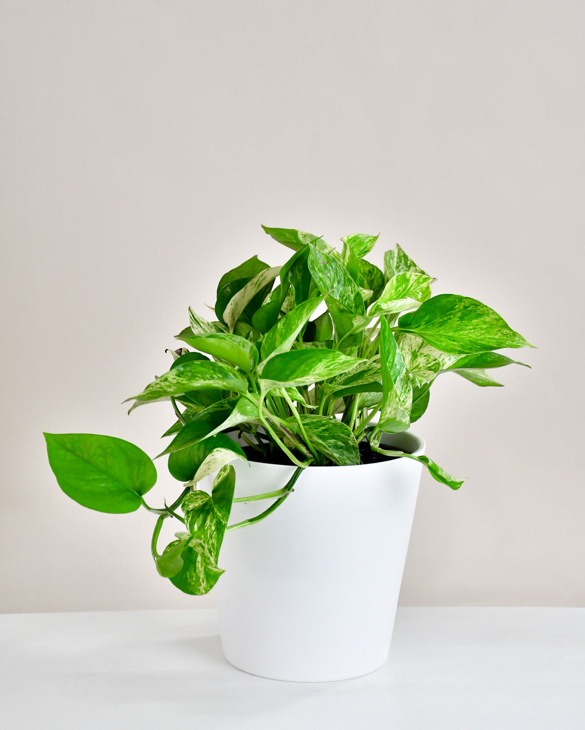 Pothos « Marble Queen »