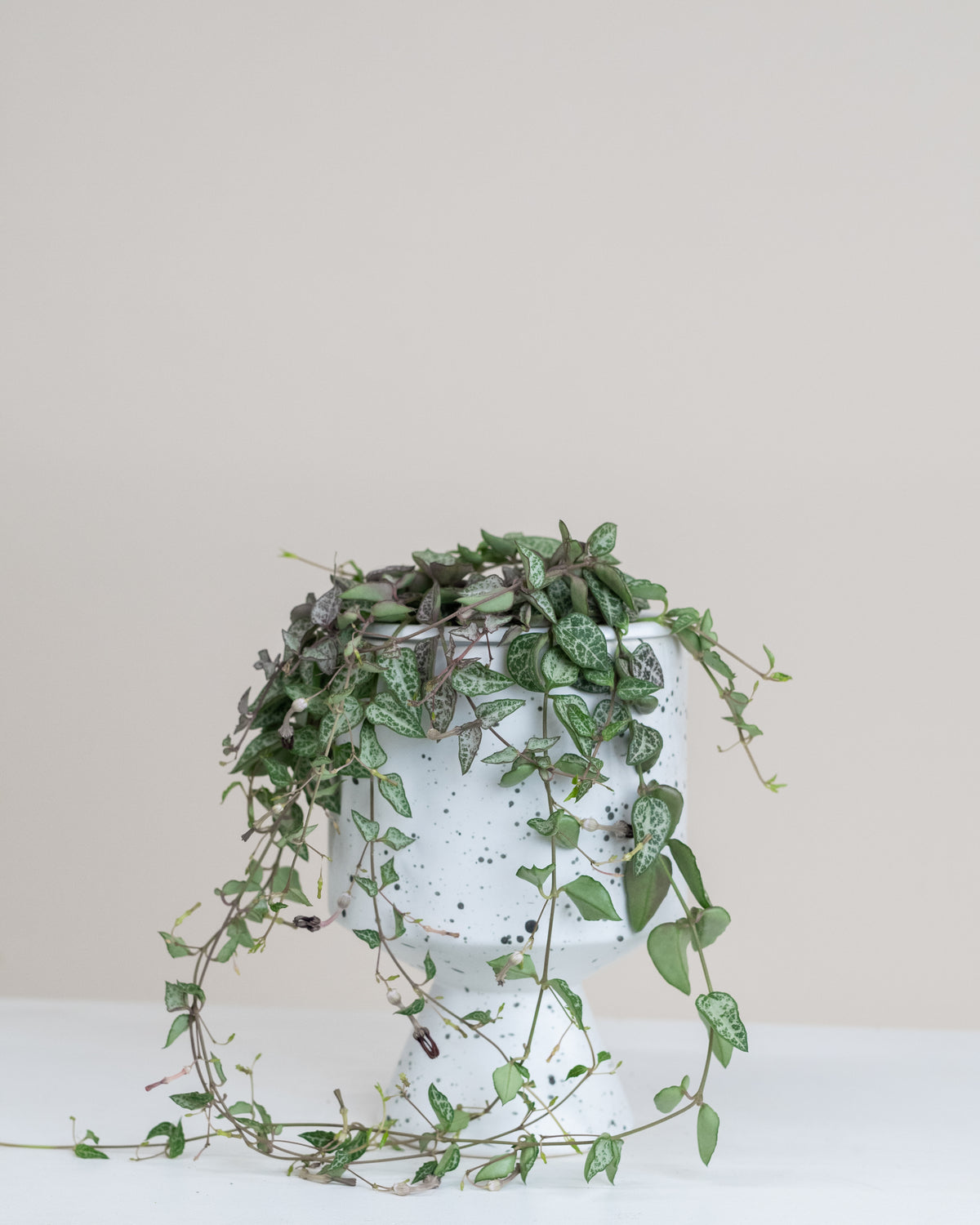 Ceropegia woodi « Heartless »