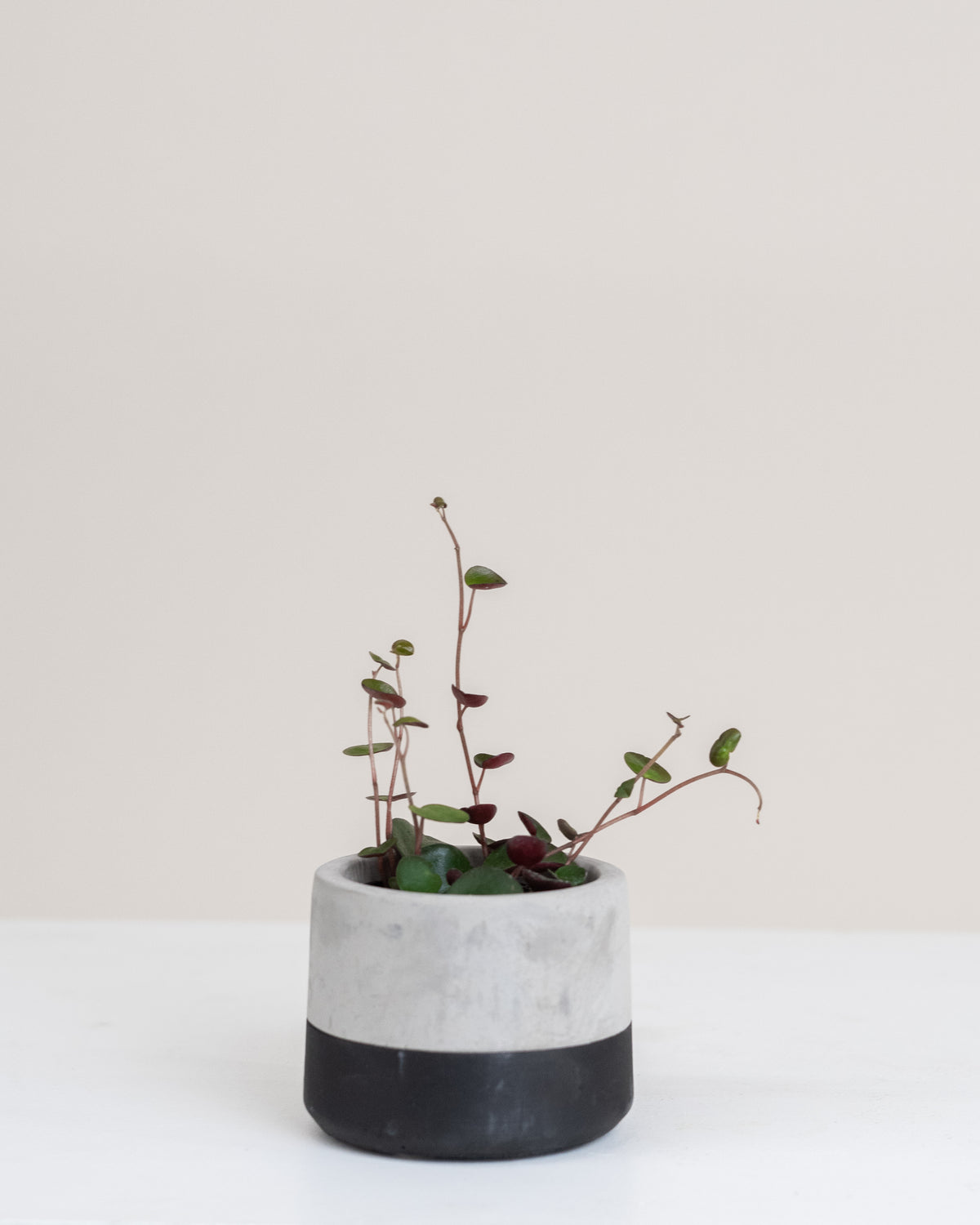 Peperomia « Ruby Cascade »