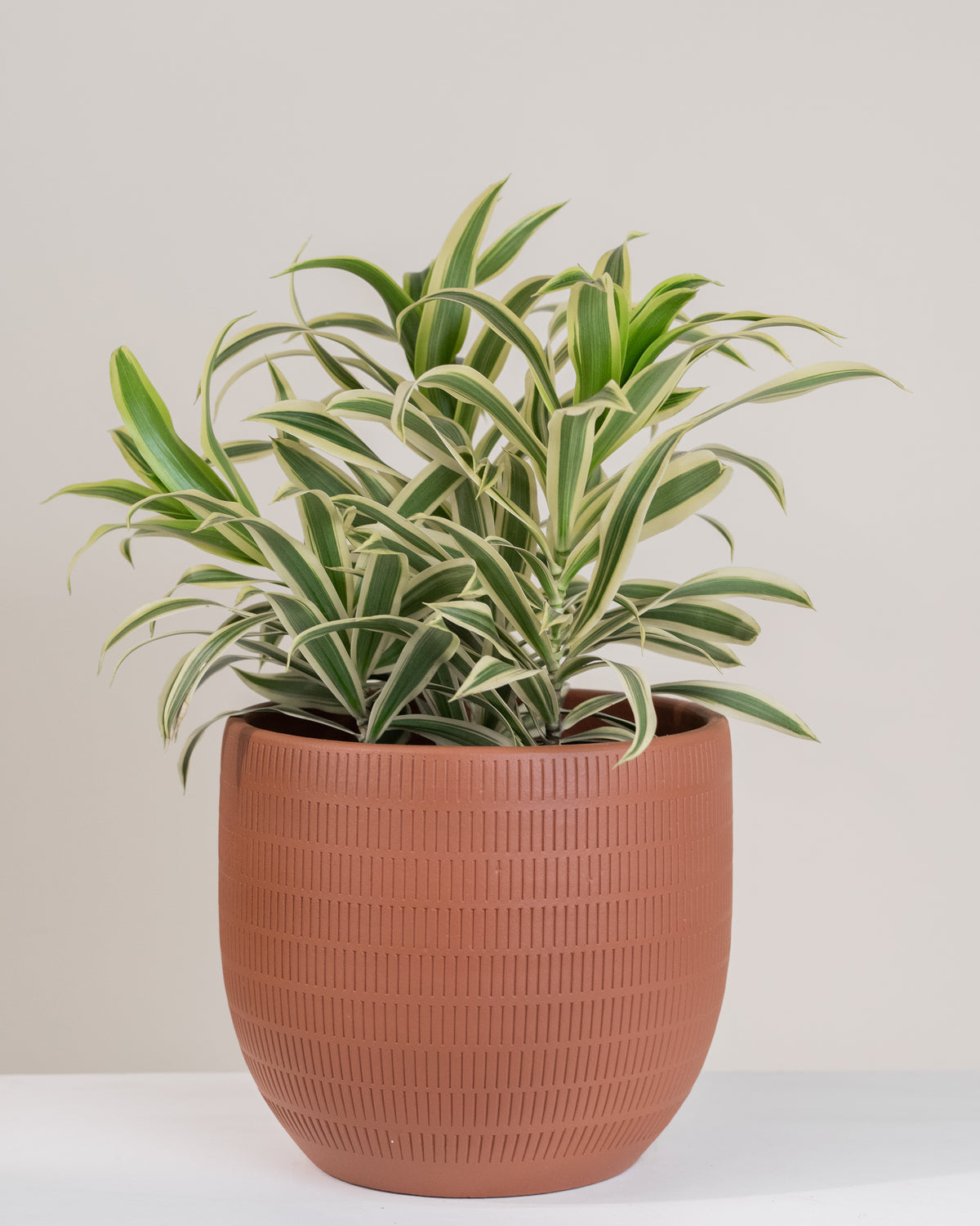 Dracaena reflexa « Song of India »