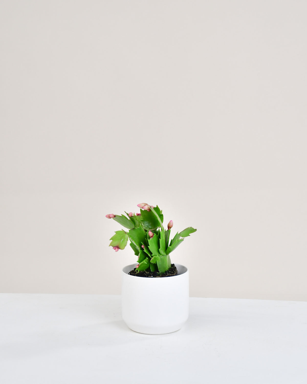 Schlumbergera « cactus de Noël »