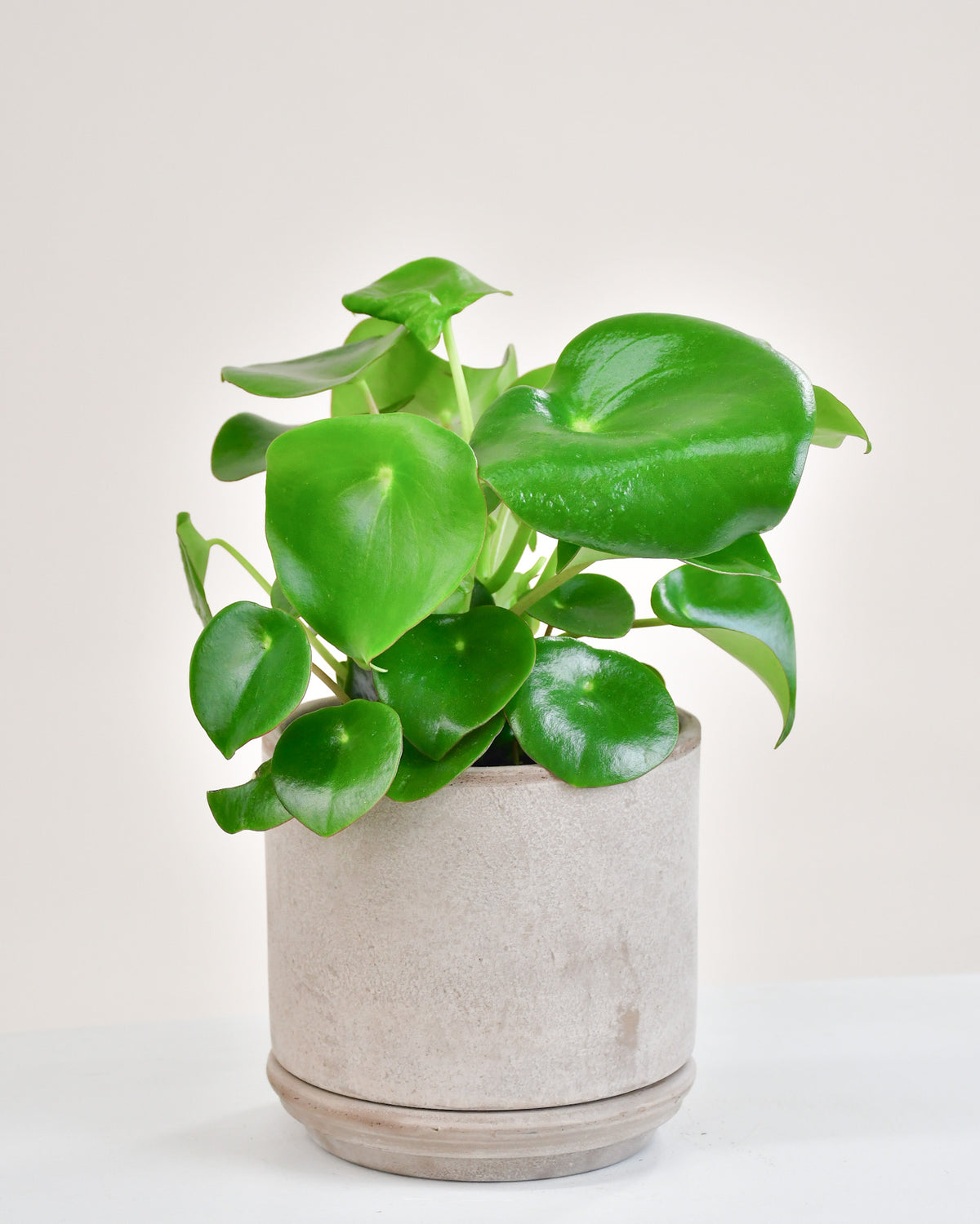 Peperomia polybotrya « Raindrop »