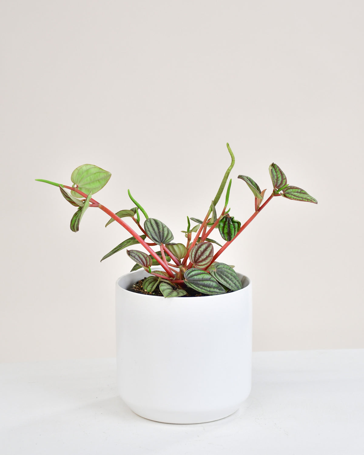 Peperomia « Piccolo Banda »