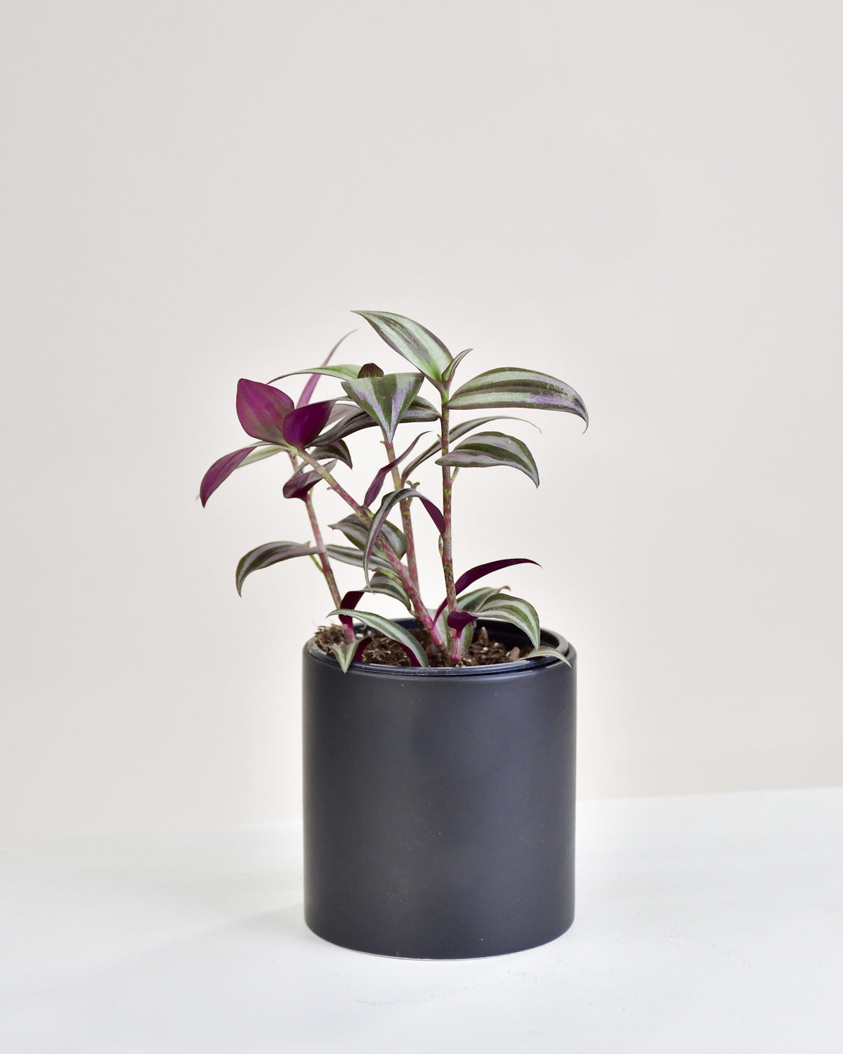 Tradescantia zebrina