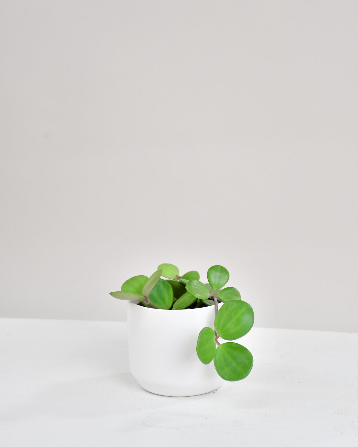 Peperomia « Hope »