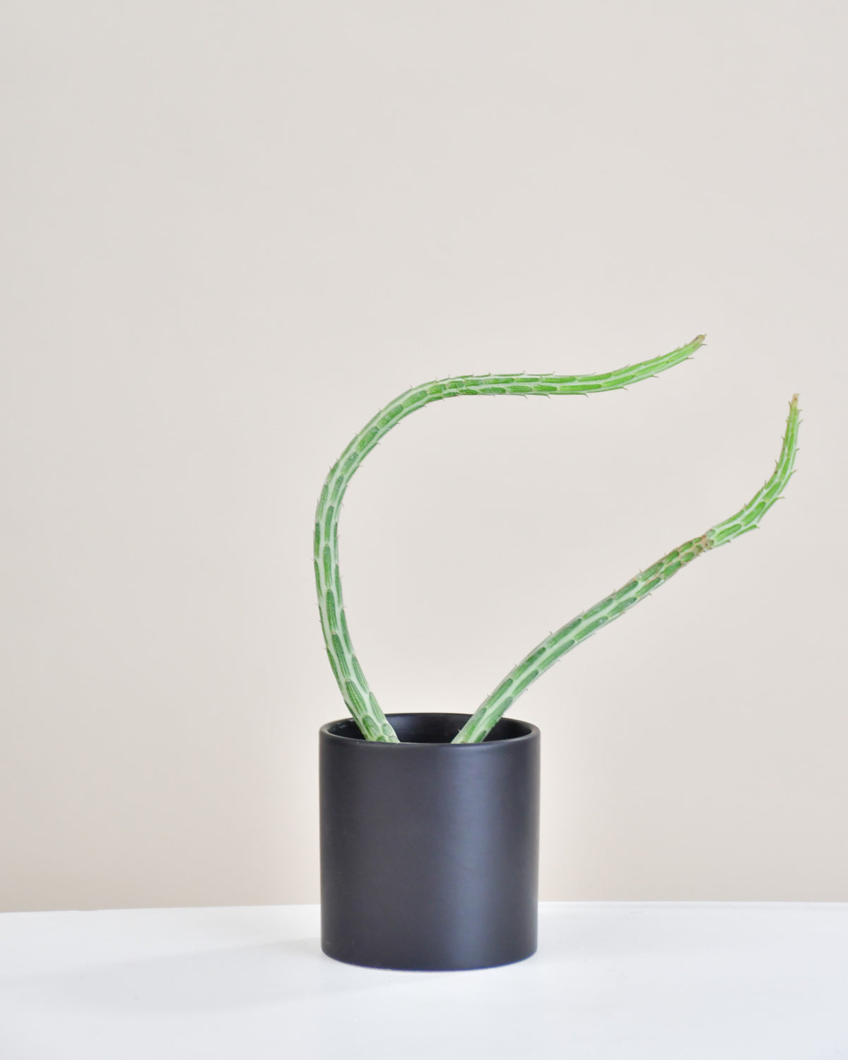 Senecio stapelliformis