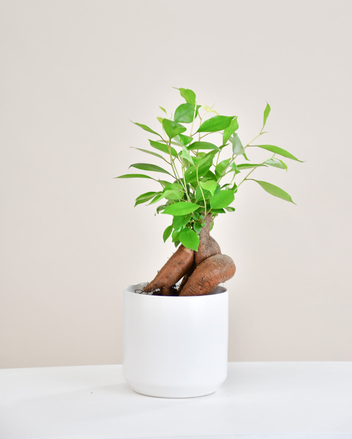 Ficus microcarpa « Ginseng »