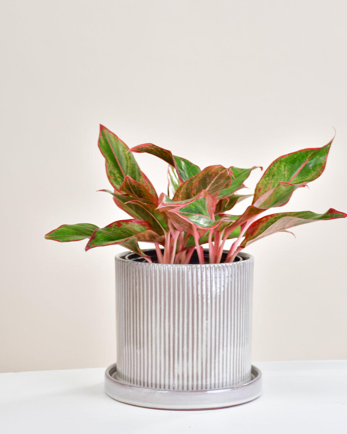 Aglaonema « Aurora Siam »