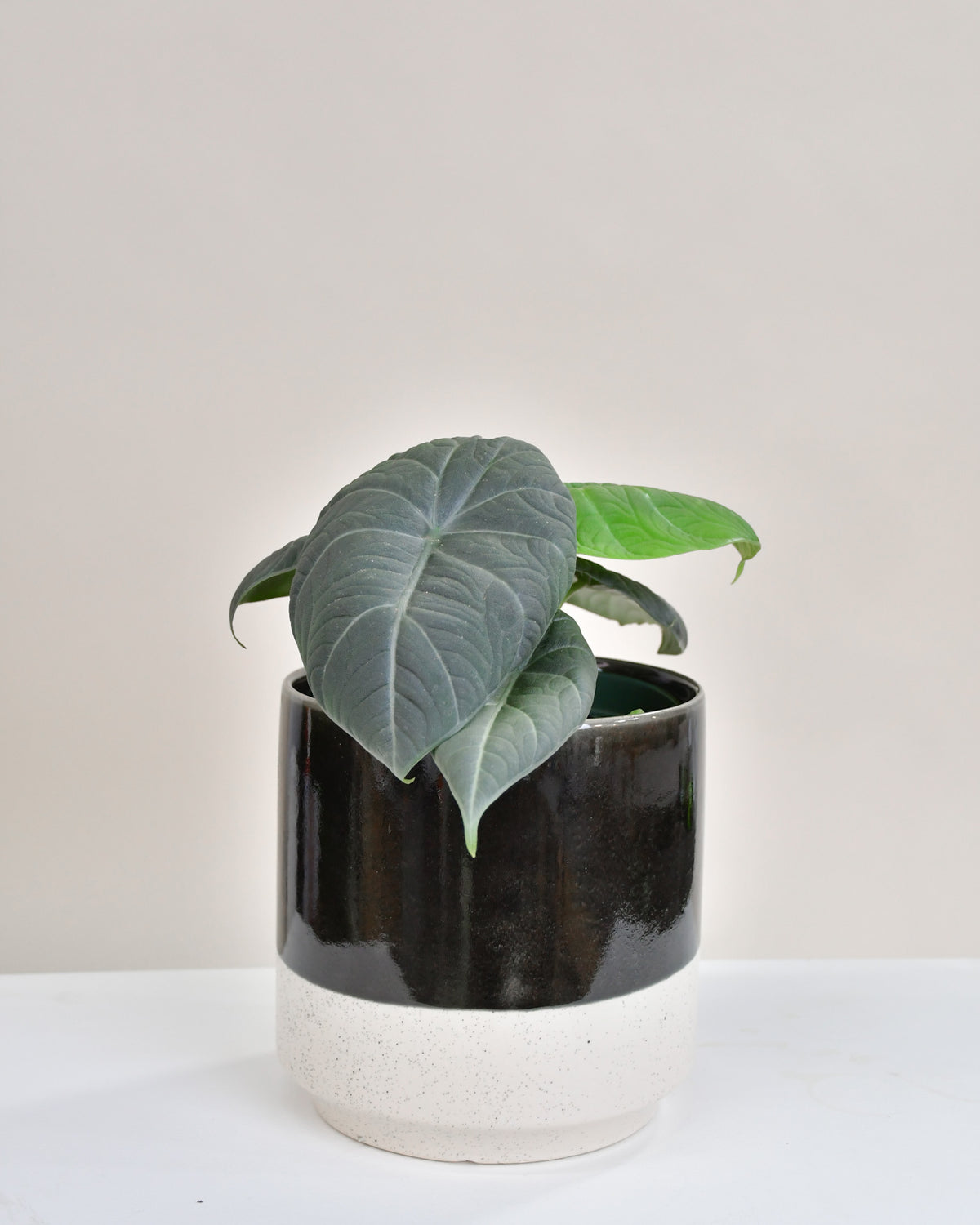 Alocasia maharani
