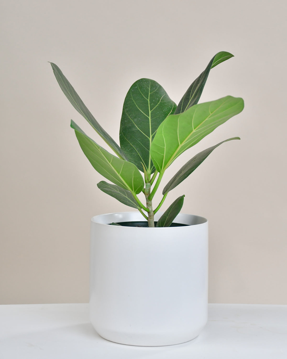 Ficus benghalensis « Audrey »