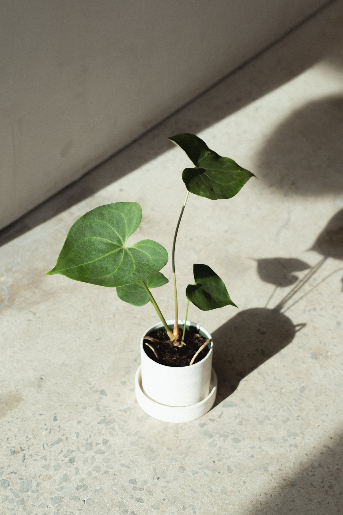 Anthurium pterodactyl