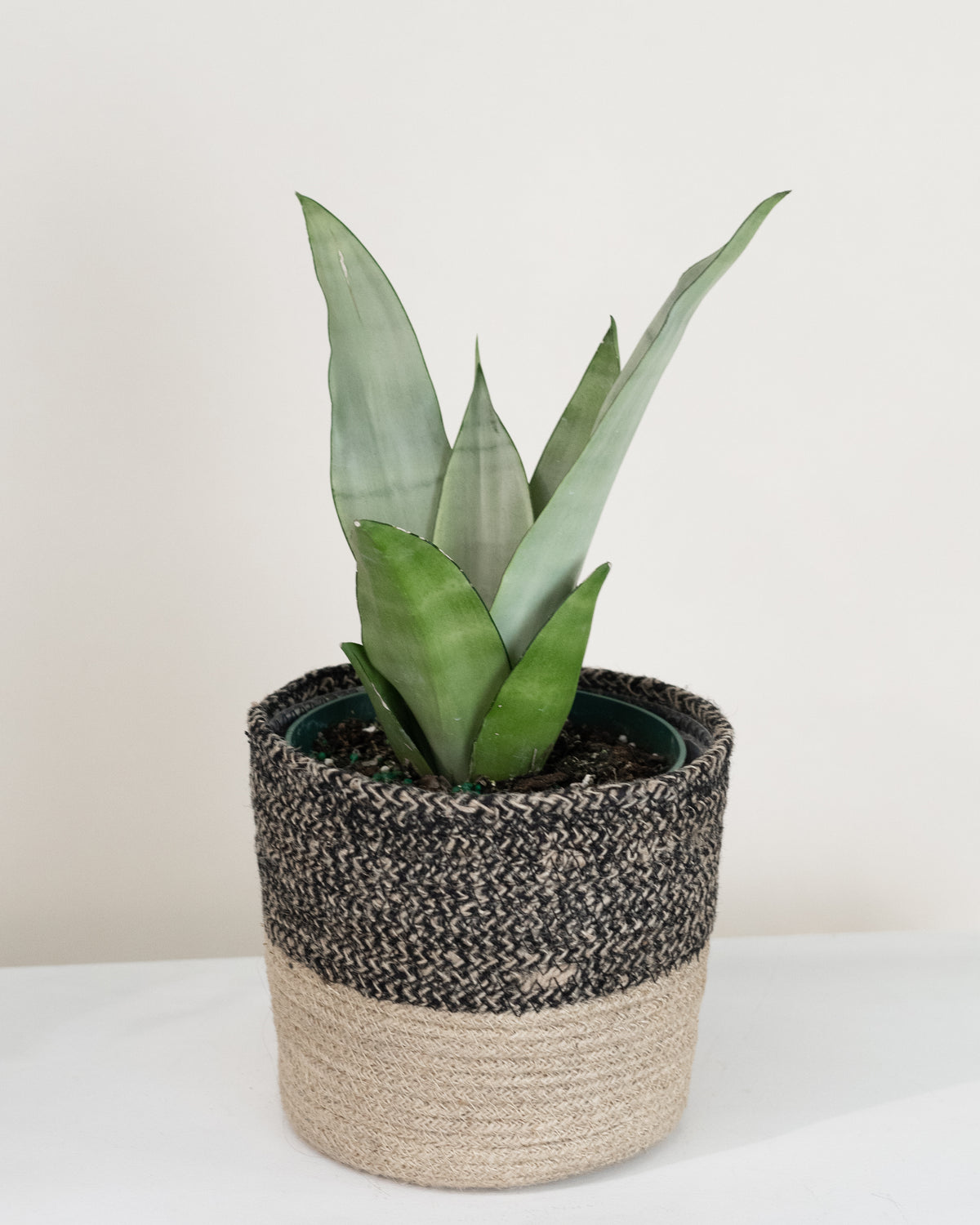 Sansevière trifasciata « Moonshine »