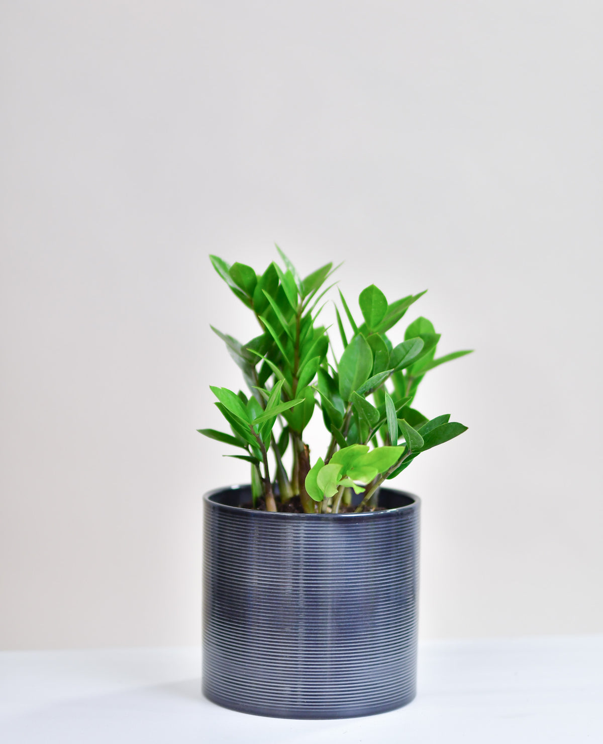 Zamioculcas zamiifolia