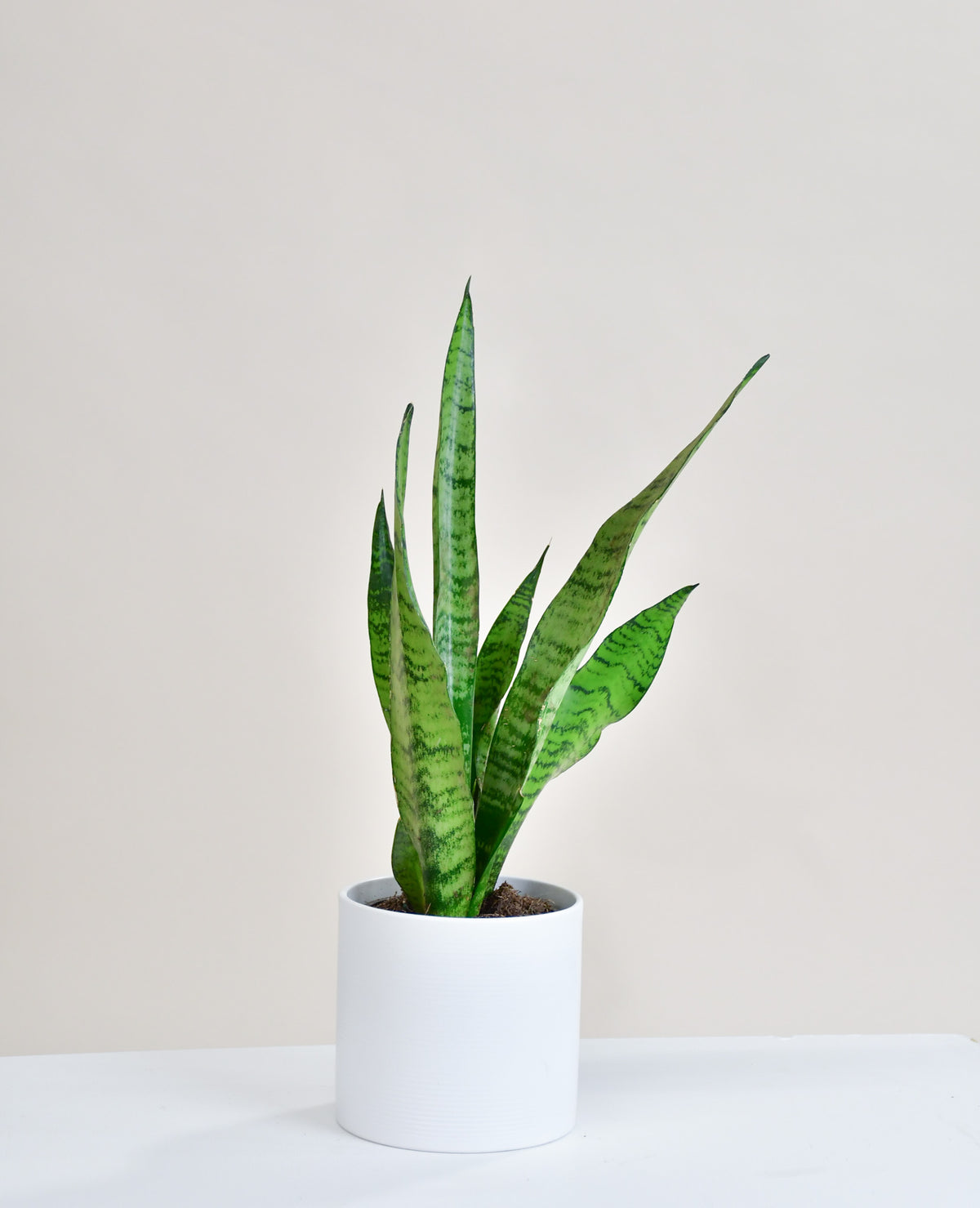 Sansevière trifasciata zeylanica